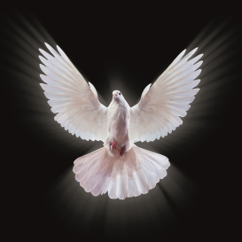 Weisse Friedenstaube - Adobe Stock 297607911