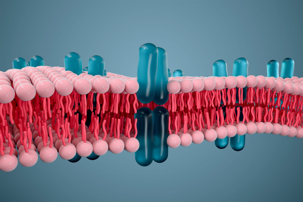 3D Darstellung einer Zellmembran