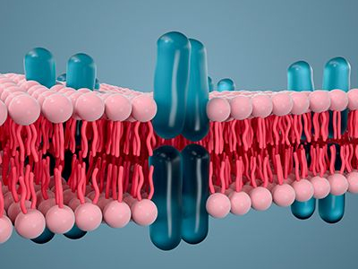 Icon - 3D Darstellung Zellmembran