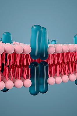 Icon - 3D Darstellung Zellmembran