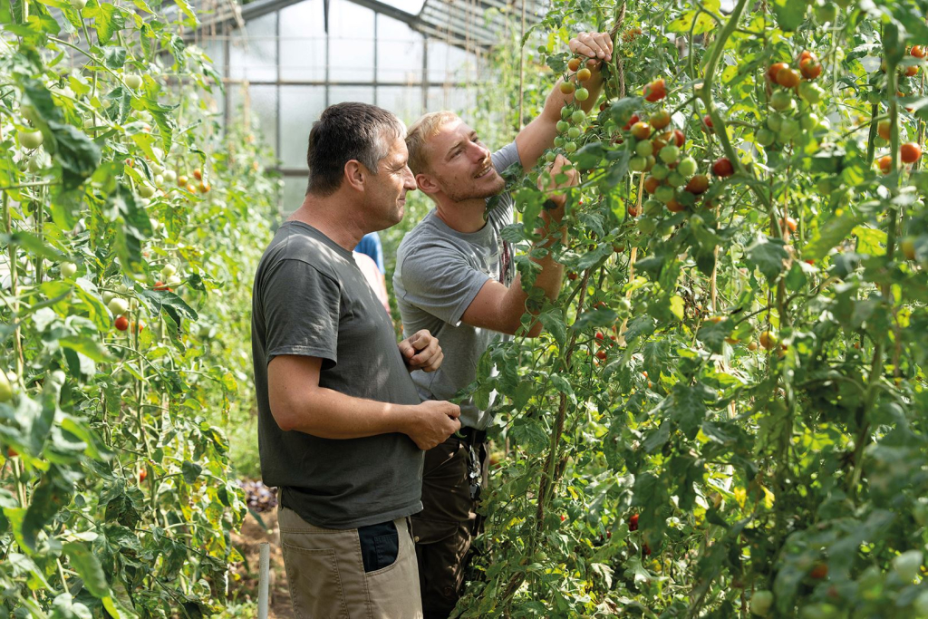 Zwei Mann ernten reife Tomatenpflanzen in einem Gewächshaus
