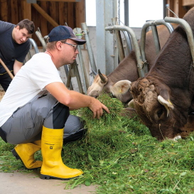 Zwei Bauern füttern Kühe in einem Stall mit viel grünem Futter auf dem Boden.