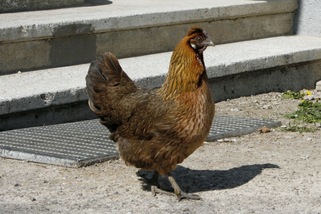 Glückliches Huhn im Zentrum Eichthal in der Ramsau