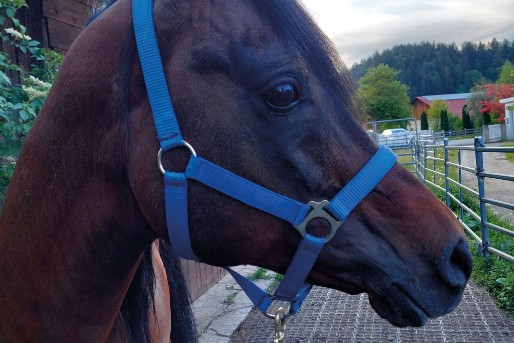 Ein freundlich blickendes, braunes Pferd.