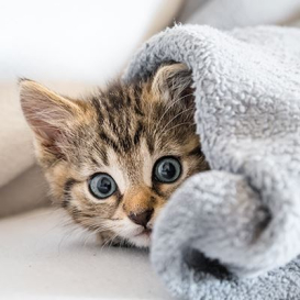 Katzenbaby mit Kuscheldecke quadratisch