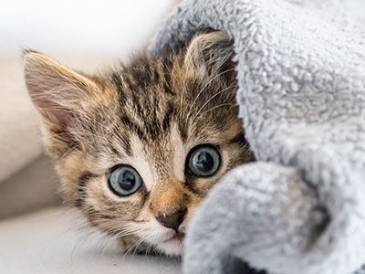 Katzenbaby mit Kuscheldecke quadratisch