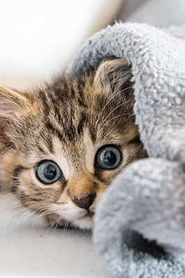 Katzenbaby mit Kuscheldecke quadratisch